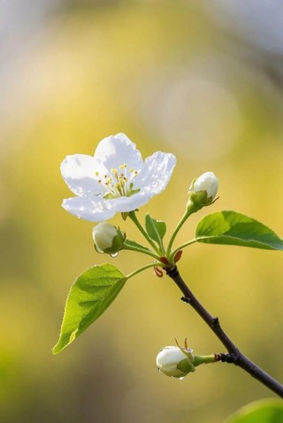 遇到不顺时，默念四句话，好运自来！