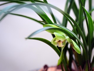 2025年2月8日兰花开了