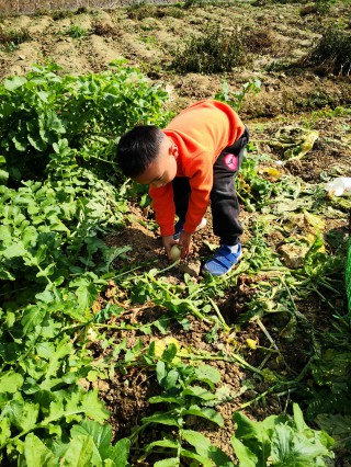 2021年12月10日老家拔萝卜