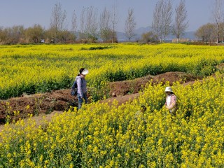 2023年2月12日油菜花