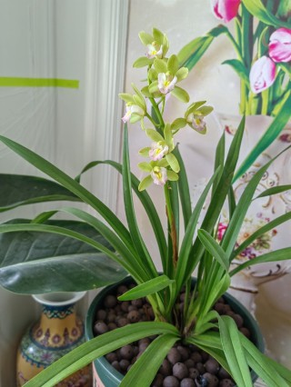 兰花专辑(1)——养兰花的记忆