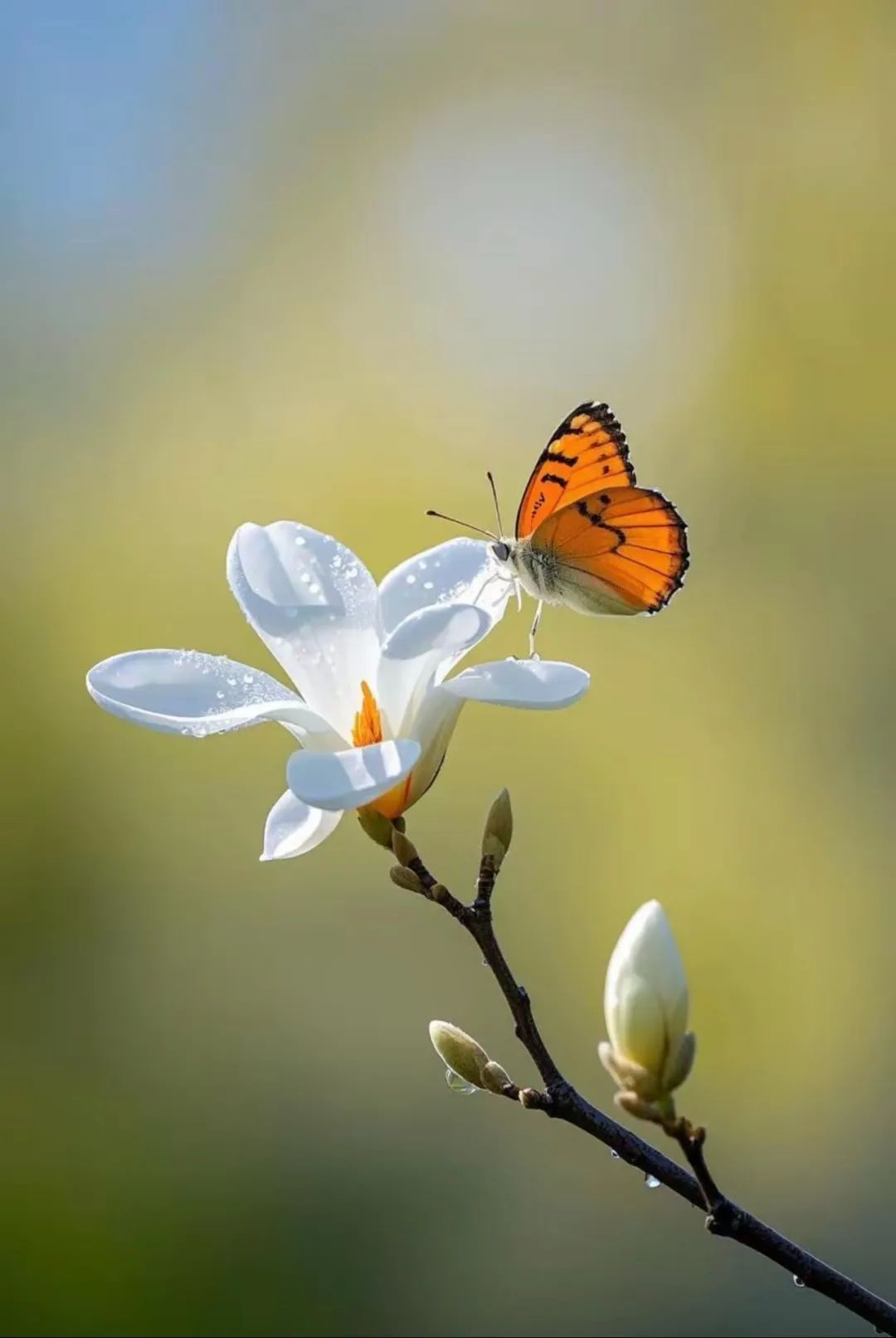 1.jpg 遇到不顺时,默念四句话,好运自来!